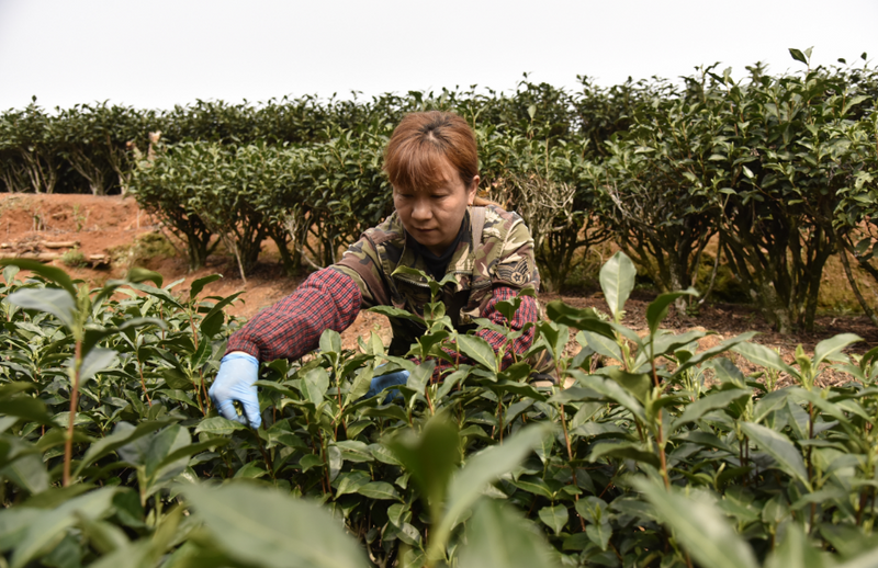 关于政和县探索“茶业+”模式 推动茶产业高质量发展的最新消息(2)