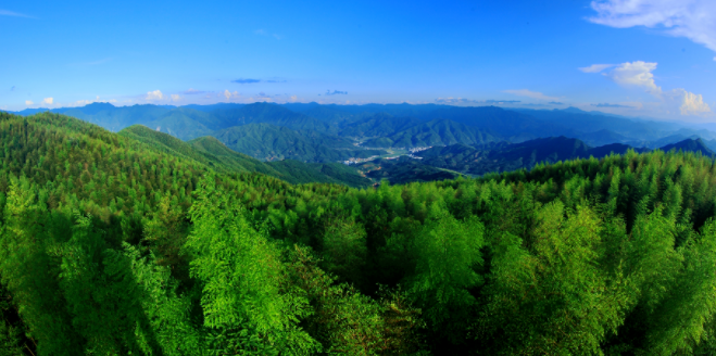 关于政和县探索“茶业+”模式 推动茶产业高质量发展的最新消息(3)