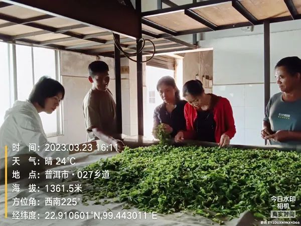 有关于云南茶叶所科技特派员到西盟县开展“三区”科技服务的内容(1)