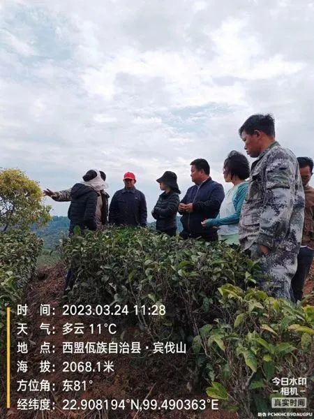 有关于云南茶叶所科技特派员到西盟县开展“三区”科技服务的内容