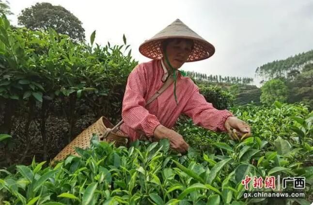 有关于横州市：三月春光好 春茶采摘忙的相关信息(1)