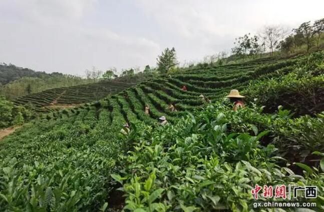 有关于横州市：三月春光好 春茶采摘忙的相关信息