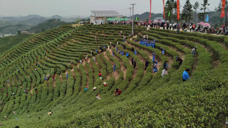 有关于白雀园镇赛一村：小茶叶带动大产业 点亮“产业兴旺星”的相关信息(1)