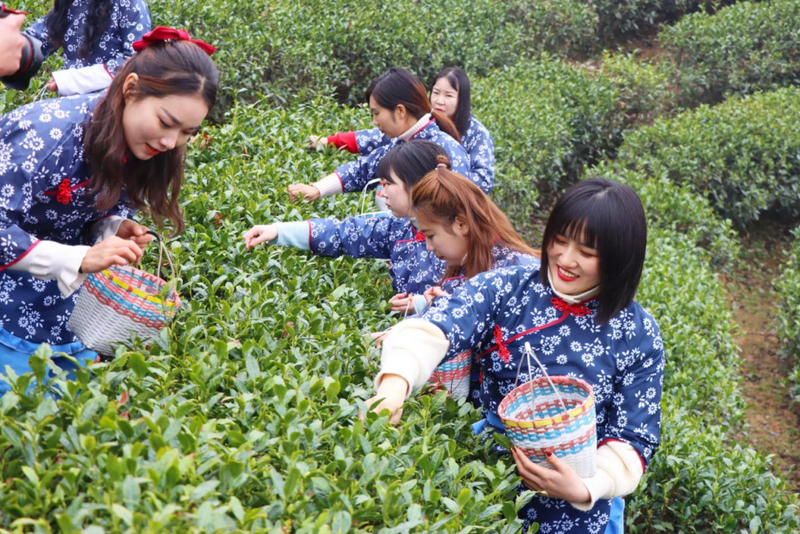 有关于白雀园镇赛一村：小茶叶带动大产业 点亮“产业兴旺星”的相关信息