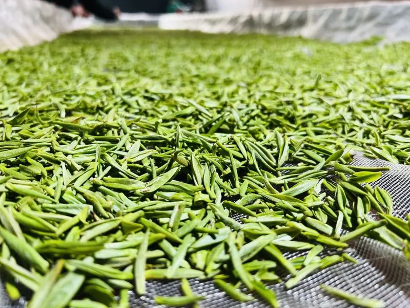 有关于檀溪镇 首批春茶开采！的最新消息(2)