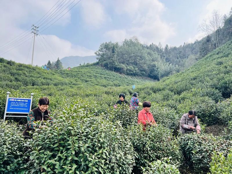 有关于檀溪镇 首批春茶开采！的最新消息