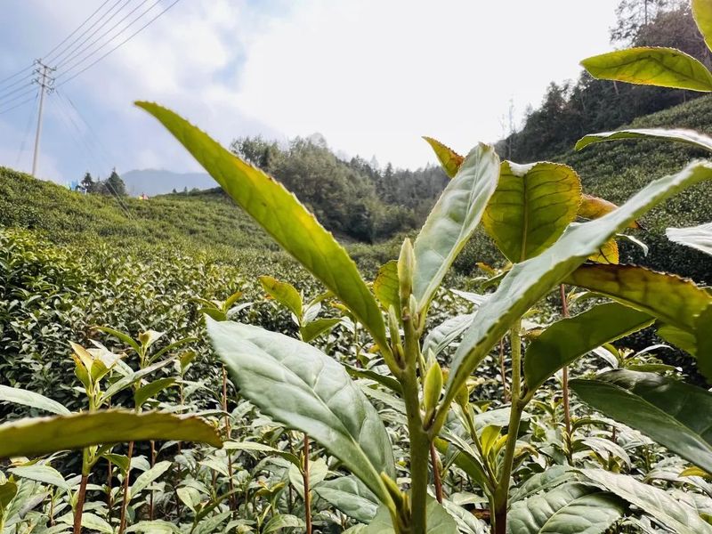 有关于檀溪镇 首批春茶开采！的最新消息(1)