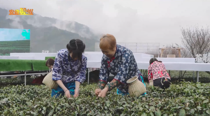 关于“春之茶”开采！紫阳茶园热火朝天！的最新消息(8)