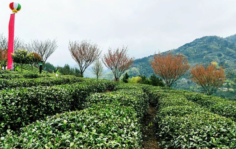 关于“春之茶”开采！紫阳茶园热火朝天！的最新消息(9)