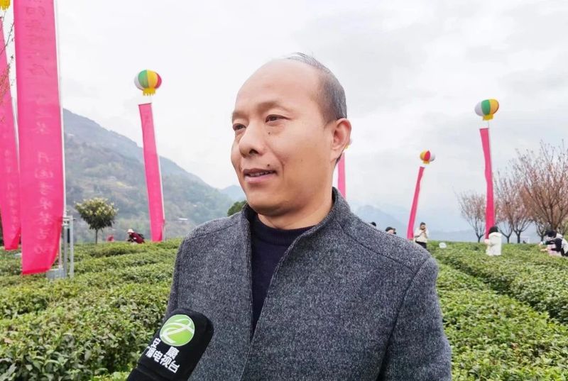 关于“春之茶”开采！紫阳茶园热火朝天！的最新消息(15)