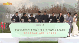 关于“春之茶”开采！紫阳茶园热火朝天！的最新消息(2)