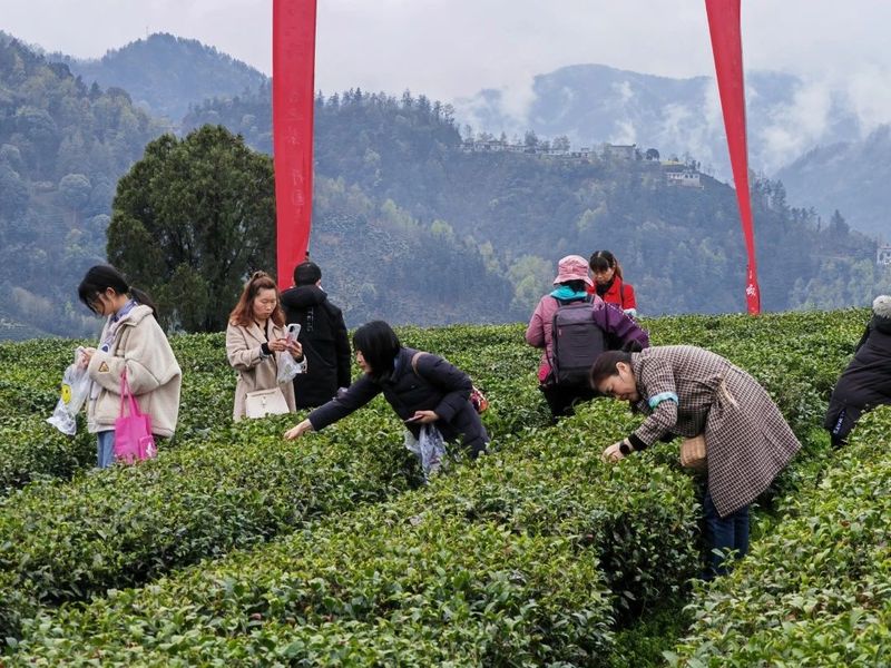 关于“春之茶”开采！紫阳茶园热火朝天！的最新消息(11)