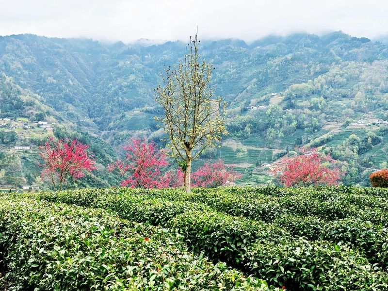 关于“春之茶”开采！紫阳茶园热火朝天！的最新消息(17)