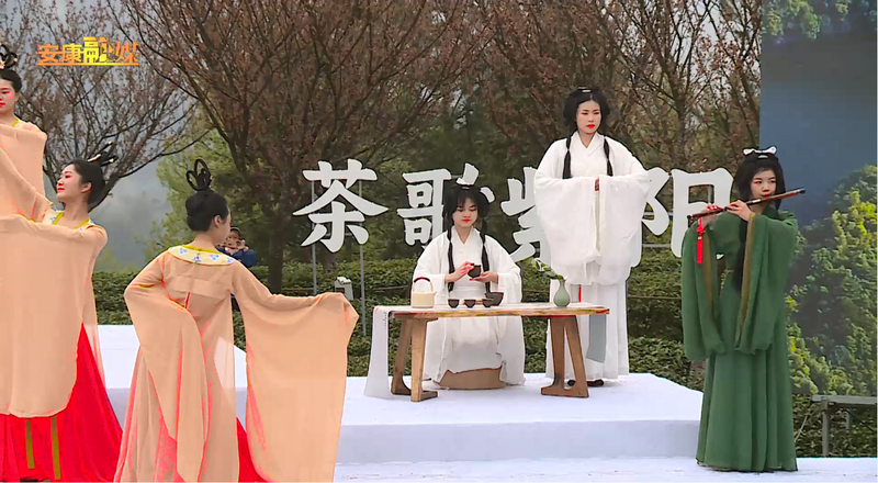 关于“春之茶”开采！紫阳茶园热火朝天！的最新消息(5)