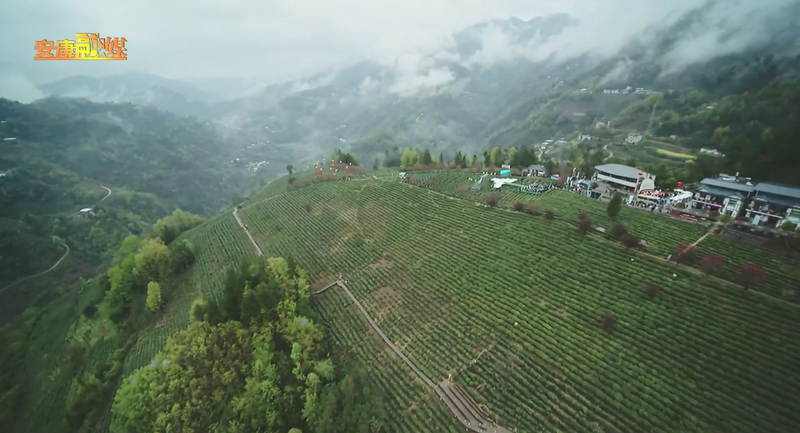 关于“春之茶”开采！紫阳茶园热火朝天！的最新消息(24)