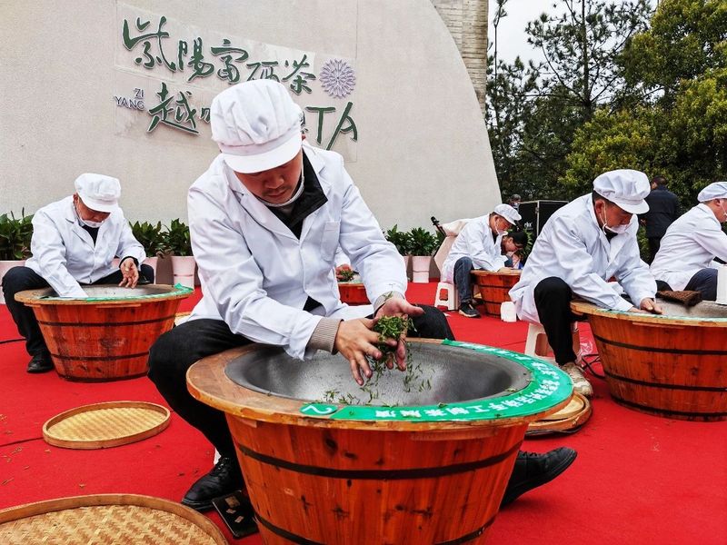 关于“春之茶”开采！紫阳茶园热火朝天！的最新消息(14)