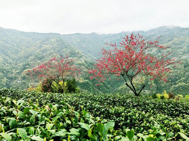 关于“春之茶”开采！紫阳茶园热火朝天！的最新消息(25)