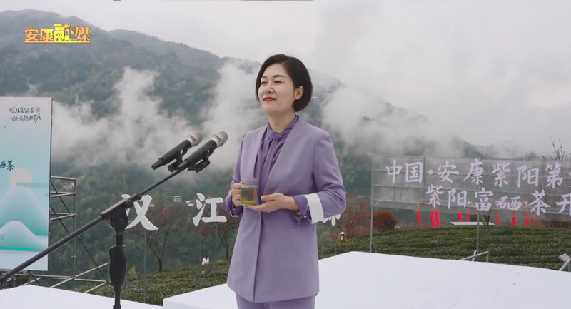 关于“春之茶”开采！紫阳茶园热火朝天！的最新消息(10)