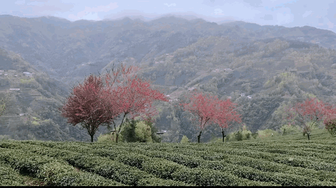 关于“春之茶”开采！紫阳茶园热火朝天！的最新消息(26)