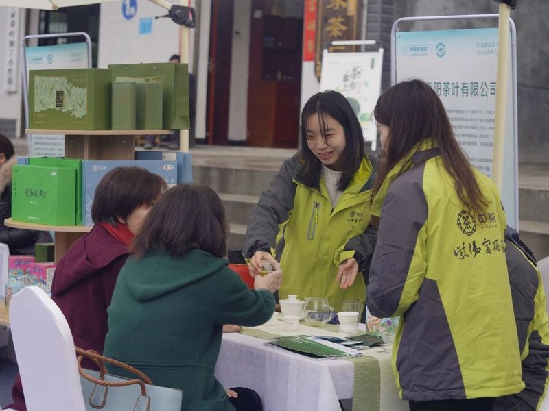 关于“春之茶”开采！紫阳茶园热火朝天！的最新消息(19)