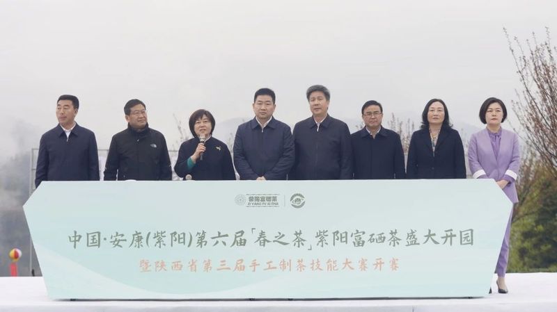 关于“春之茶”开采！紫阳茶园热火朝天！的最新消息