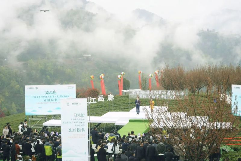 关于“春之茶”开采！紫阳茶园热火朝天！的最新消息(21)