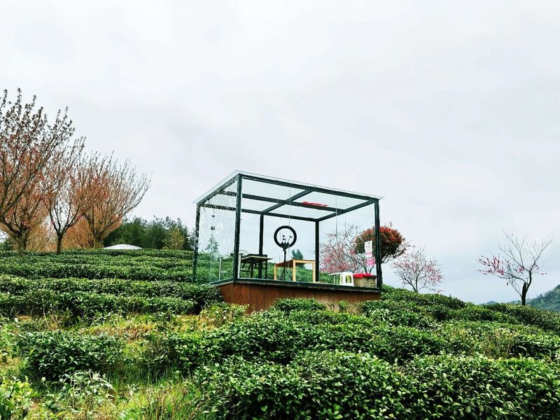 关于“春之茶”开采！紫阳茶园热火朝天！的最新消息(16)