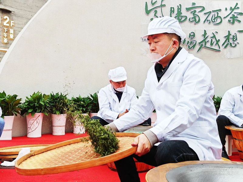 关于“春之茶”开采！紫阳茶园热火朝天！的最新消息(13)