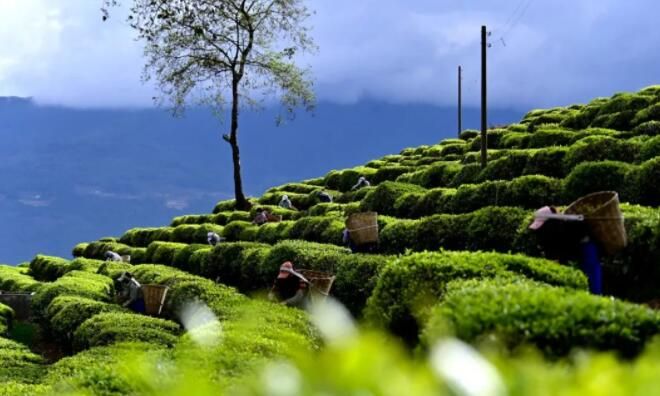 有关于云南2023年666个村寨春茶最新预报价→普遍稳中有升，冰岛达9万元/kg……的消息