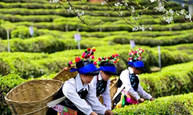 有关于云南2023年666个村寨春茶最新预报价→普遍稳中有升，冰岛达9万元/kg……的消息(1)