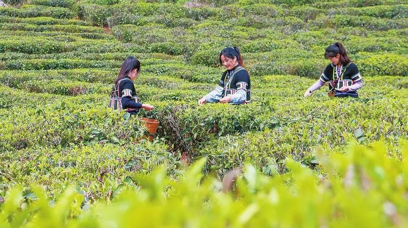 有关于云南2023年666个村寨春茶最新预报价→普遍稳中有升，冰岛达9万元/kg……的消息(4)