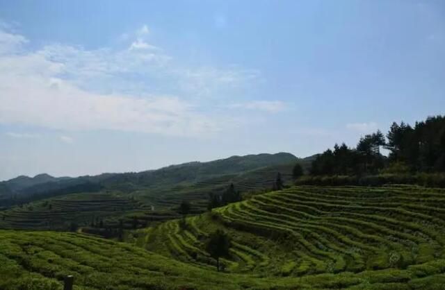 有关于兴义市七舍镇：大力发展茶产业助推村集体经济和群众“双增收”的信息(1)