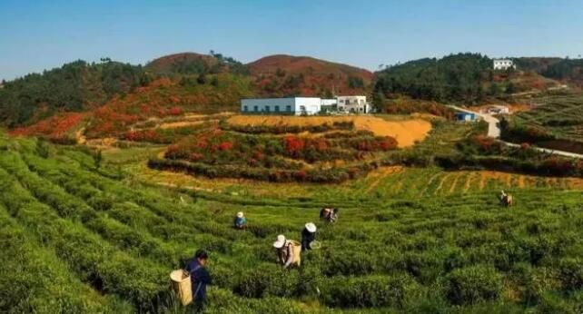 有关于兴义市七舍镇：大力发展茶产业助推村集体经济和群众“双增收”的信息