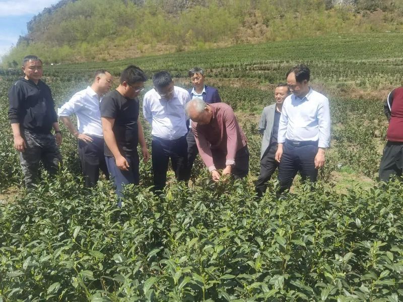 关于胡继承一行赴盘州市调研保基茶产业的最新消息