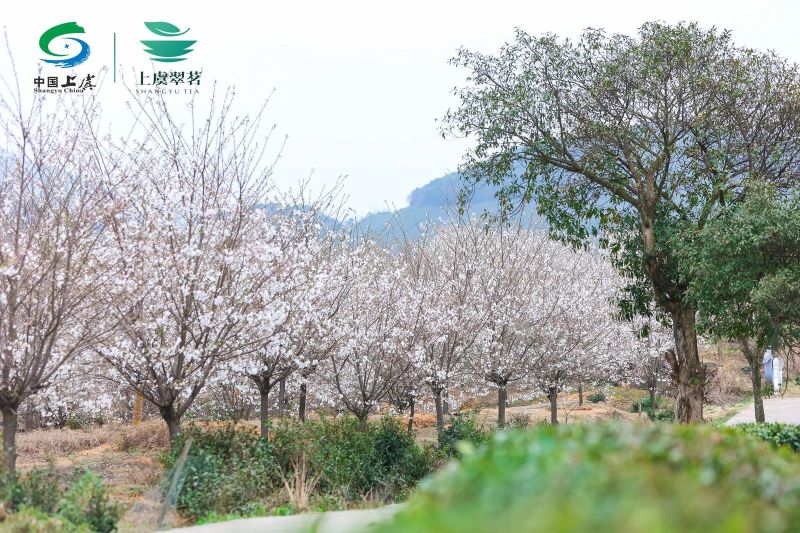 有关于2023“上虞翠茗”开茶节在章镇心池茶园举行的最新消息(16)