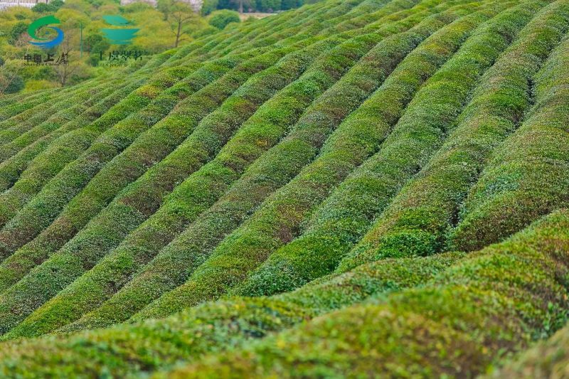 有关于2023“上虞翠茗”开茶节在章镇心池茶园举行的最新消息(15)