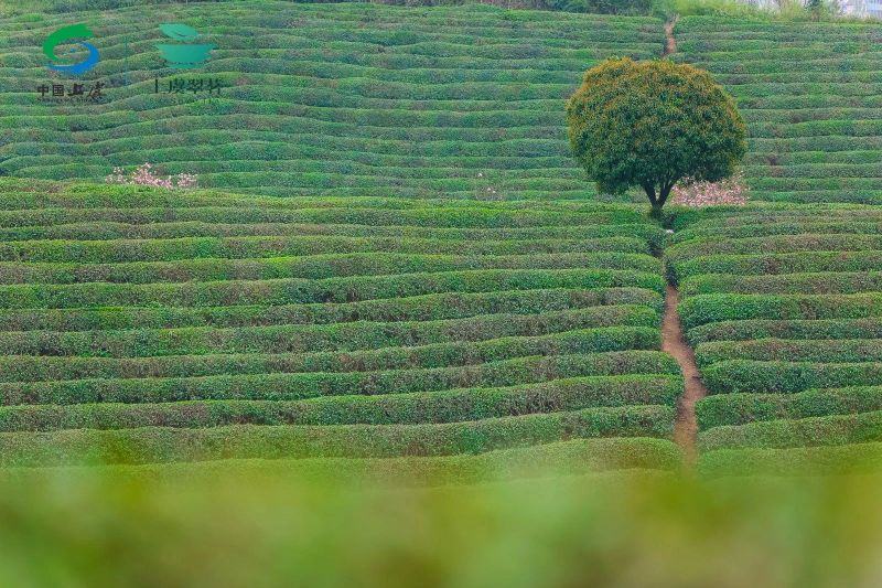 有关于2023“上虞翠茗”开茶节在章镇心池茶园举行的最新消息(17)
