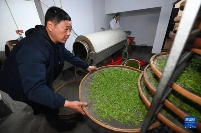 有关于浙江省赵家镇  高山村种出“共富茶”的内容(6)