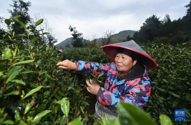 有关于浙江省赵家镇  高山村种出“共富茶”的内容(3)