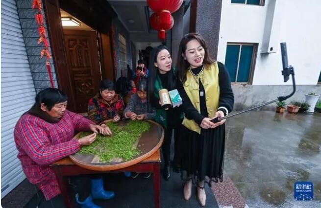 有关于浙江省赵家镇  高山村种出“共富茶”的内容