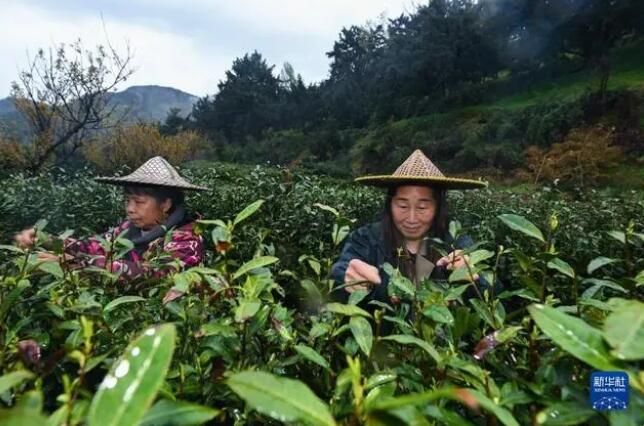 有关于浙江省赵家镇  高山村种出“共富茶”的内容(1)