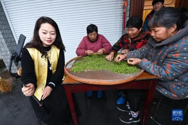 有关于浙江省赵家镇  高山村种出“共富茶”的内容(2)