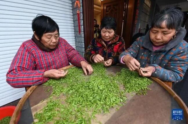 有关于浙江省赵家镇  高山村种出“共富茶”的内容(4)