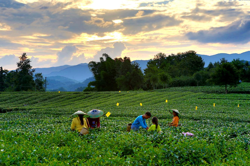 有关于2023春游遵义·采茶篇：“趣”茶园 茶文化主题游精品线路的相关信息(6)