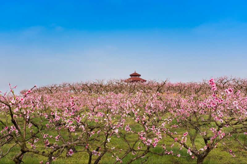 有关于2023春游遵义·采茶篇：“趣”茶园 茶文化主题游精品线路的相关信息(14)