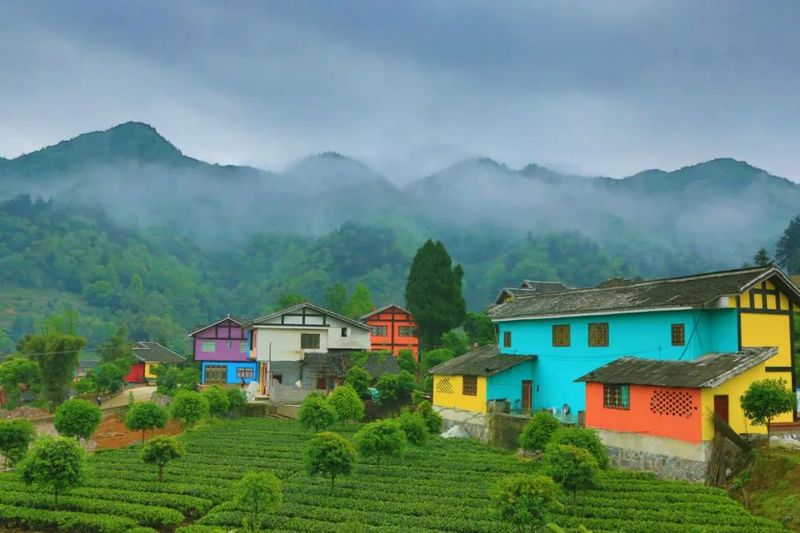 有关于2023春游遵义·采茶篇：“趣”茶园 茶文化主题游精品线路的相关信息(4)