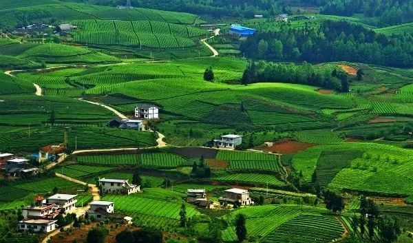 有关于2023春游遵义·采茶篇：“趣”茶园 茶文化主题游精品线路的相关信息(3)