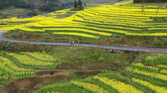 有关于2023春游遵义·采茶篇：“趣”茶园 茶文化主题游精品线路的相关信息(13)