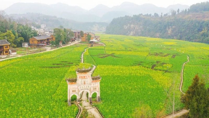 有关于2023春游遵义·采茶篇：“趣”茶园 茶文化主题游精品线路的相关信息(11)