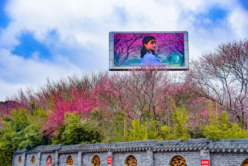 有关于2023春游遵义·采茶篇：“趣”茶园 茶文化主题游精品线路的相关信息(5)